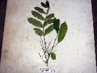 Aphanamixis polystachya image