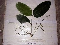 Aphanamixis polystachya image