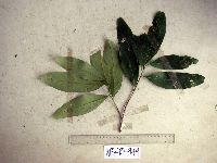 Litsea discolor image