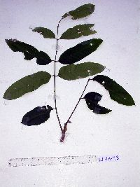 Aphanamixis polystachya image
