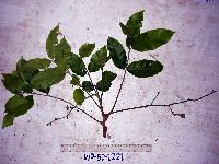 Chisocheton ceramicus image