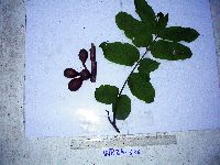 Didymocheton mollis image