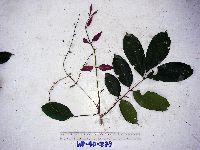 Aphanamixis polystachya image