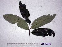 Thumbnail image of current specimen