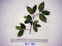 Media resource of Ficus ampelas