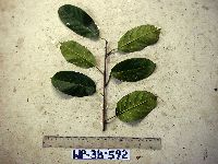 Maclura cochinchinensis image