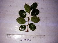 Maclura cochinchinensis image