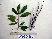 Ficus arfakensis image