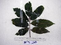 Microcos grandiflora image