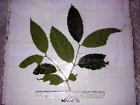 Syzygium gonatanthum image