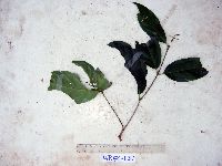Syzygium gonatanthum image