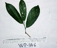 Galearia celebica image