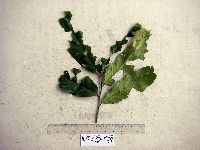 Galearia celebica image