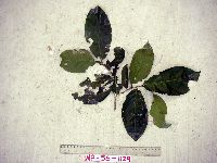 Galearia celebica image