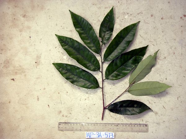 Gymnacranthera farquhariana var. zippeliana image