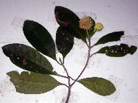 Thumbnail image of current specimen