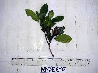 Thumbnail image of current specimen