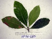 Thumbnail image of current specimen