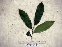 Image Associated With the Occurrence