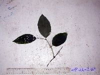 Thumbnail image of current specimen