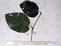 Thumbnail image of current specimen