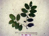 Xanthophyllum papuanum image