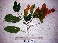 Bridelia macrocarpa image