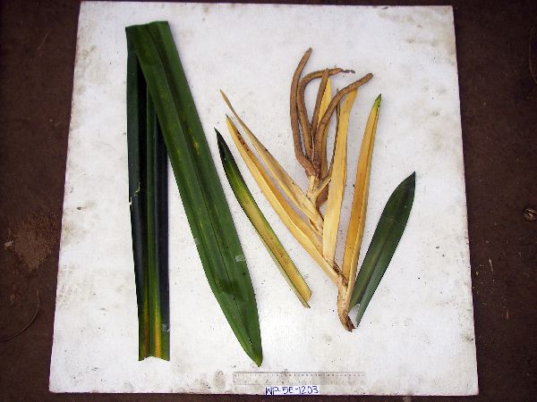 Freycinetia kanehirae image