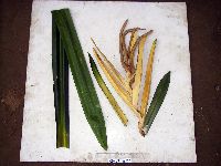 Image of Freycinetia kanehirae