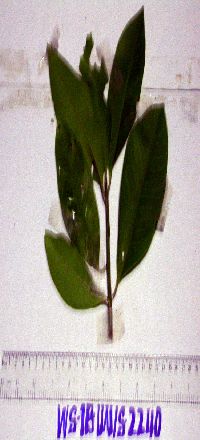 Image Associated With the Occurrence