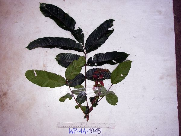 Pometia pinnata image