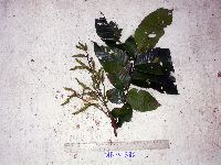 Pometia pinnata image