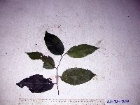 Prunus schlechteri image