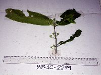 Aidia zippeliana image