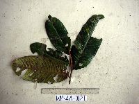 Image of Horsfieldia irya