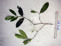 Media resource of Erythrospermum candidum