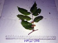 Prunus schlechteri image