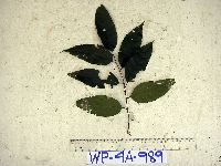 Prunus schlechteri image