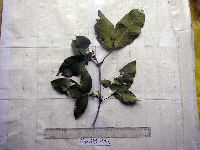 Image of Melicope elleryana