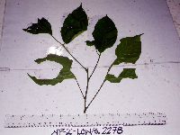 Allophylus cobbe image