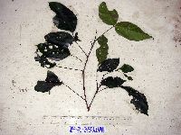 Allophylus cobbe image