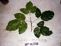 Allophylus cobbe image