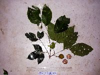 Allophylus cobbe image