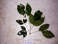 Allophylus cobbe image