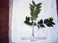 Tristiropsis acutangula image