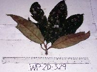 Palaquium supfianum image