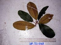 Palaquium supfianum image
