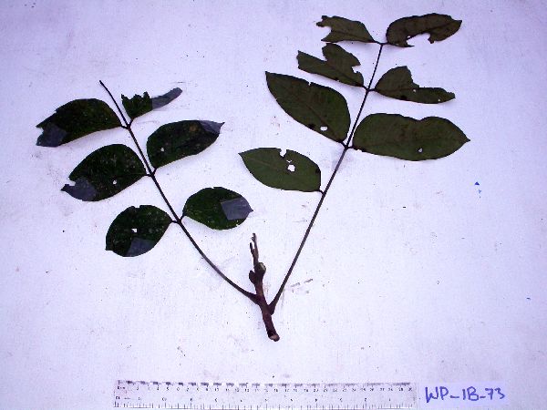 Ailanthus integrifolia image