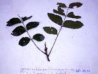 Media resource of Ailanthus integrifolia