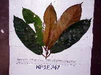 Palaquium supfianum image